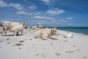 Kühe auf Strandurlaub, 5. Platz im digitalkamera.de-Fotowettbewerb Sommer am Wasser [Foto: hfuchs]