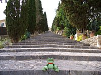 Der Sweety-Frosch auf der langen Treppe vom Kalvarienberg in Polenca auf Mallorca [Foto: Jan-Markus Rupprecht]
