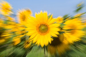 Bild 1: Sonnenblume in einem Feld, Belichtungszeit 1/15 s [Foto: Florian Kainz]