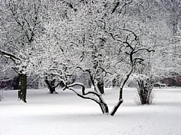 Der Tulpenbaum im Winter [Foto: Günter Hauschild]