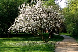 Der Tulpenbaum im Frühjahr [Foto: Günter Hauschild]
