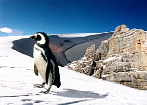 Bild 6: Pinguin  [Foto: Franko Hoffmann-Samaga]