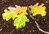 Originalaufnahme eines herbstlichen Eichenzweiges. [Foto: Günter Hauschild]