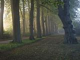 Fototipp Nebelbilder – seitliches Licht bei leichte, Nebel [Foto: Harm-Diercks Gronewold]