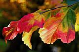 Herbstbilder (Der Kleine im Park) [Foto: Günter Hauschild]