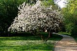 Tulpenbaum in Blüte [Foto: Günter Hauschild]