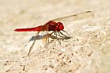 Fototipp Insekten-Fotografie - Libelle [Foto: Michael Gradias]