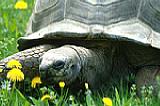 Schildkröte [Foto: Jürgen Rauteberg]