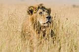 Löwe auf der Lauer, um einen Rivalen zu attackieren, Masai Mara (Nikon D810 und AF-S Nikkor 400 mm 1 : 2,8E FL ED VR, 1/800 Sekunde, F8.0, ISO 400). [Foto: Uwe Skrzypczak]