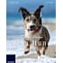Franzis Mein Hund (PDF-E-Book)