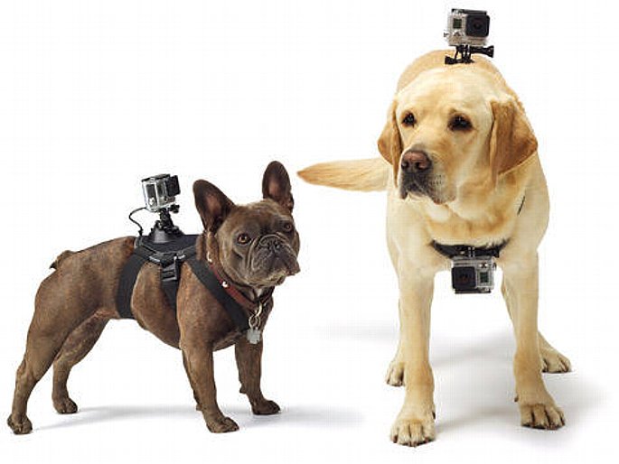 Bild Das GoPro Fetch Hundegeschirr eignet sich für Hunde mit einem Gewicht von sieben bis 54 Kilogramm. [Foto: GoPro]