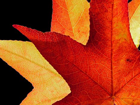 Bild Herbstfarben und -Strukturen [Foto: vbanken]