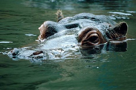 Bild Nilpferdkopf seitlich schwimmend [Foto: Jürgen Rauteberg]