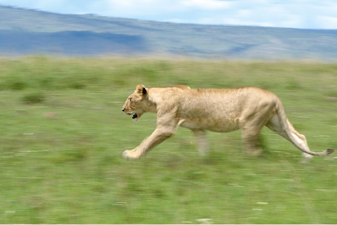 Bild Mit 1/15 Sekunde mitgezogen, wirkt die Löwin, als wenn sie rennt, Masai Mara (Nikon D3 und AF-S Nikkor 200-400 mm 1:4 ED VRII, 1/15 Sekunde, F32, ISO 110). [Foto: ©Uwe Skrzypczak]