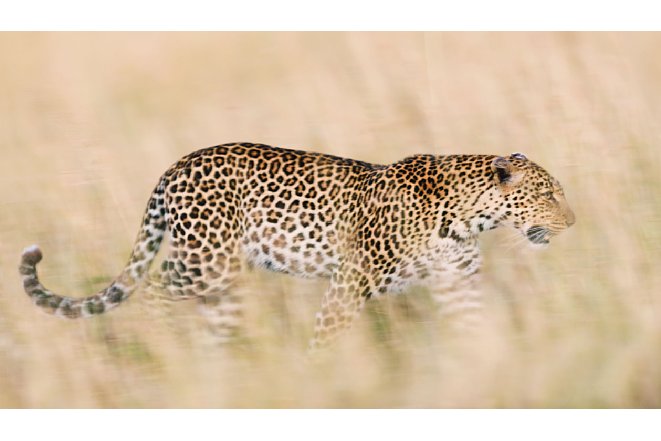 Bild .... Bildvergleich Leopard im hohen Gras mit 1/20 Sekunde, mitgezogen (Nikon D750 und AF-S Nikkor 400 mm 1 : 2,8E FL ED VR, 1/20 Sekunde, F2.8, ISO 200). [Foto: Uwe Skrzypczak]