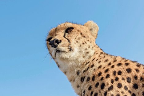 Bild Gepardenporträt aus der Froschperspektive mit 50 mm aus zirka 1 m Entfernung. [Foto: Uwe Skrzypczak]