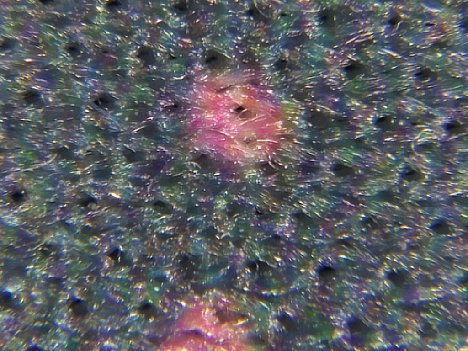 Bild Im Mikromodus lassen sich mit der Ricoh WG-6 kleinste werkstoffliche Veränderungen mit einfachsten Mitteln sichtbar machen. Hier beispielsweise die Struktur eines Neoprendrucks. [Foto: MediaNord]