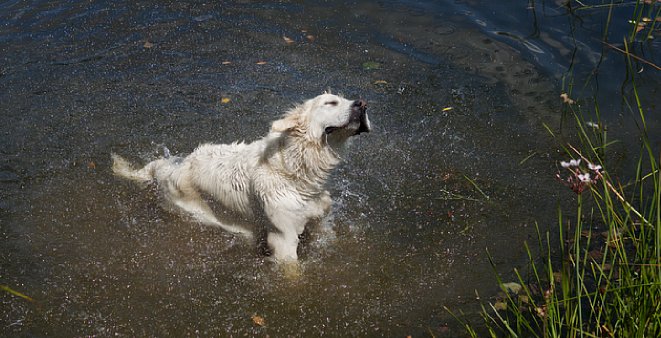 Bild Neben der Entfernung von Dunst kann die ClearView-Plus-Funktion auch zum Herausheben von kleinen Details benutzt werden, etwa wie bei diesem Hund, der sich das Wasser aus dem Fell schüttelt. [Foto: Harm-Diercks Gronewold]
