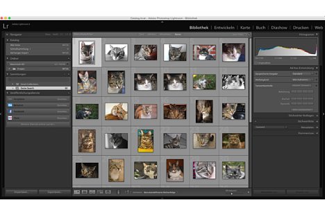 Bild Excire Search EX (Example Search): 3. Als Suchergebnis werden ähnliche Fotos in Lightroom angezeigt, in diesem Fall alle Fotos mit Katzen. [Foto: PRC GmbH]