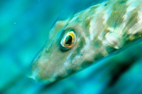 Bild Nikon Unterwasserfotografie - Fischkopf [Foto: Nikon]