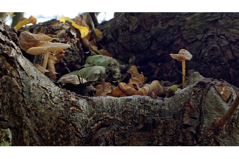Bild Pilze in einer Baumaushöhlung. [Foto: Harm-Diercks Gronewold]