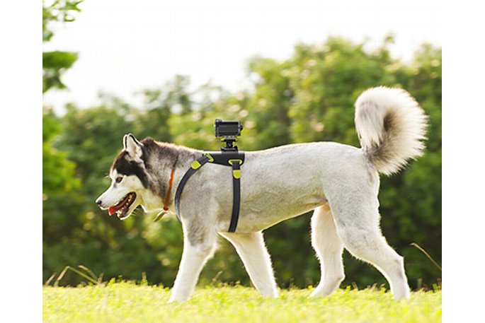 Bild Die Sony Hundehalterung AKA-DM1 eignet sich für mittelgroße bis größere Hunde. [Foto: Sony]