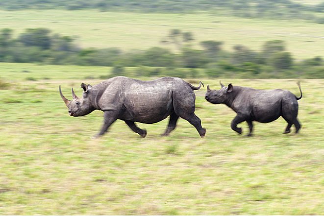 Bild Auch die Rhinos wirken mitgezogen viel dynamischer (Nikon D3 und AF-S Nikkor 70-200 mm 1:2,8 ED VR + TC 14E II, 1/25 Sekunde, F14, ISO 200). [Foto: Uwe Skrzypczak]