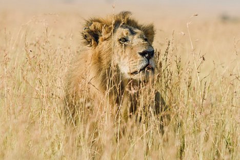 Bild Löwe auf der Lauer, um einen Rivalen zu attackieren, Masai Mara (Nikon D810 und AF-S Nikkor 400 mm 1 : 2,8E FL ED VR, 1/800 Sekunde, F8.0, ISO 400). [Foto: Uwe Skrzypczak]