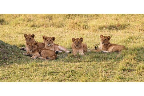 Bild Der ca. 8 Monate alte Nachwuchs eines Löwenrudels, Masai Mara (Nikon D810 und AF-S Nikkor 200–400 mm 1 : 4 ED VRII, 1/160 Sekunde, F11.0, ISO 720). [Foto: Uwe Skrzypczak]