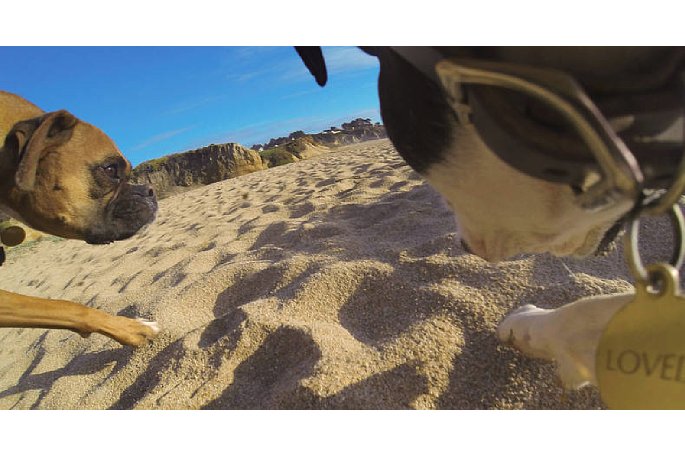 Bild Perspektive der Kamera von der Brustplatte der GoPro Fetsch-Hundehalterung. [Foto: GoPro]
