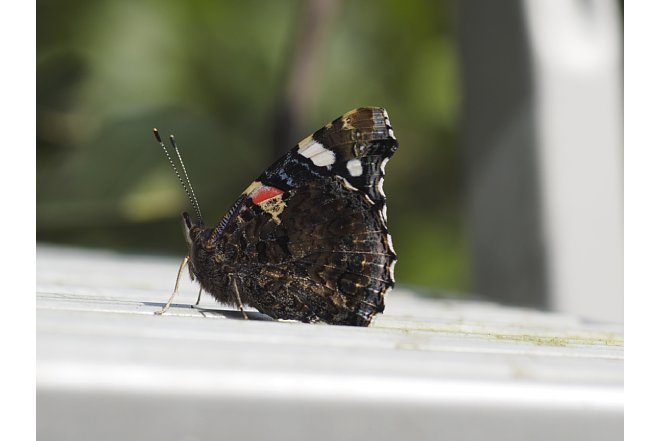 Bild Ein Schmetterling, aufgenommen mit dem Olympus OM 90 mm F2 Makro adaptiert an einer OM-D E-M1. [Foto: Stefan Meißner]