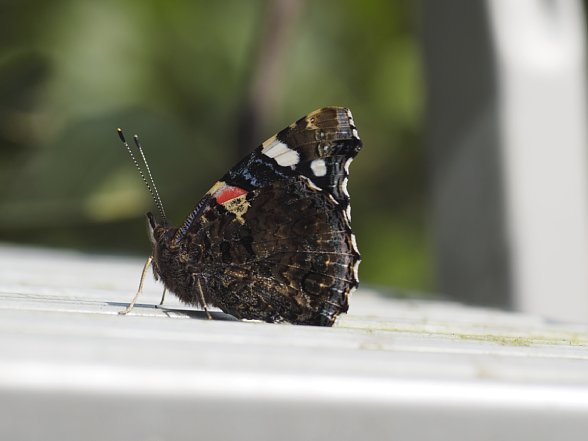 Bild Ein Schmetterling, aufgenommen mit dem Olympus OM 90 mm F2 Makro adaptiert an einer OM-D E-M1. [Foto: Stefan Meißner]