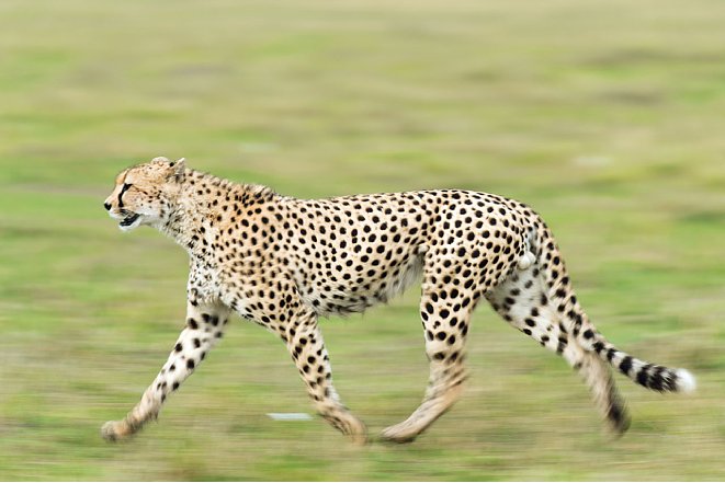 Bild Ein laufender Gepard wirkt mit 1/30 Sekunde mitgezogen fast so,  als wenn er rennt (Nikon D3 und AF-S Nikkor 70-200 mm 1:2,8 ED VR + TC 14E II, 1/30 Sekunde, F6,3, ISO 200). [Foto: Uwe Skrzypczak]
