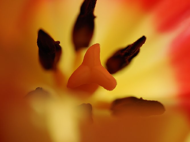 Bild Bei der im Gegenlicht stehende Tulpe war ein Makro aus der Hand gar kein Problem. [Foto: MediaNord]