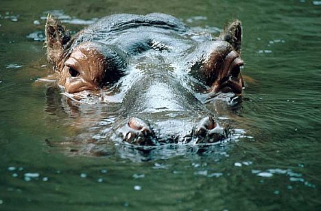 Bild Nilpferdkopf auf Betrachter zu schwimmend [Foto: Jürgen Rauteberg]