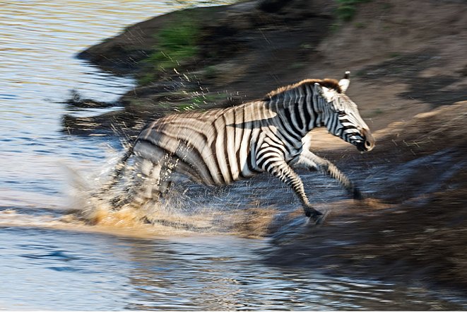 Bild Zebra an der Uferböschung des Talek Rivers (Nikon D810 und AF-S Nikkor 400 mm 1:2,8E FL ED VR, 1/30 Sekunde, F16, ISO 64). [Foto: Uwe Skrzypczak]