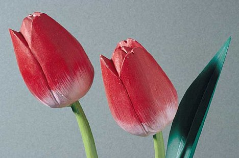 Bild Tulpen; Flash direkt links, Aufhellung rechts [Foto: Jürgen Rauteberg]