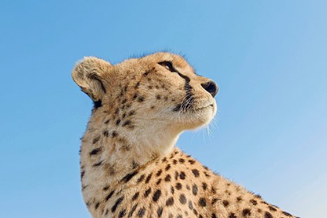 Bild Gepardenporträt aus der Froschperspektive mit 40 mm aus zirka 1 m Entfernung. [Foto: Uwe Skrzypczak]